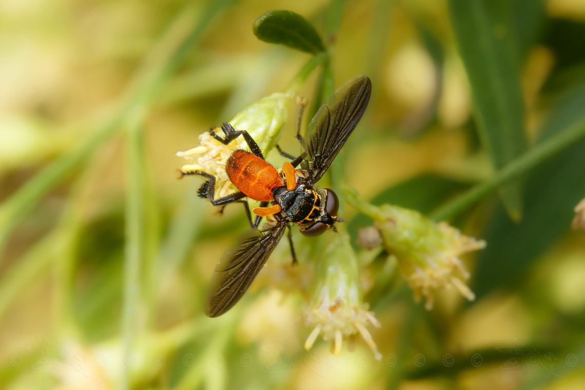 Trichopoda pennipes - Swift Feather-legged Fly Trichopoda pennipes - Swift Feather-legged Fly<br />
Male<br />
<br />
<figure class="photo"><a href="https://www.jungledragon.com/image/142653/trichopoda_pennipes_-_swift_feather-legged_fly.html" title="Trichopoda pennipes - Swift Feather-legged Fly"><img src="https://s3.amazonaws.com/media.jungledragon.com/images/4526/142653_thumb.jpg?AWSAccessKeyId=05GMT0V3GWVNE7GGM1R2&Expires=1759968010&Signature=%2B24uwoJpMIGQ6Xjp0UTKX5w5Kw4%3D" width="200" height="134" alt="Trichopoda pennipes - Swift Feather-legged Fly Trichopoda pennipes - Swift Feather-legged Fly Trichopoda pennipes" /></a></figure> Female,Swift Feather-legged Fly,Trichopoda pennipes