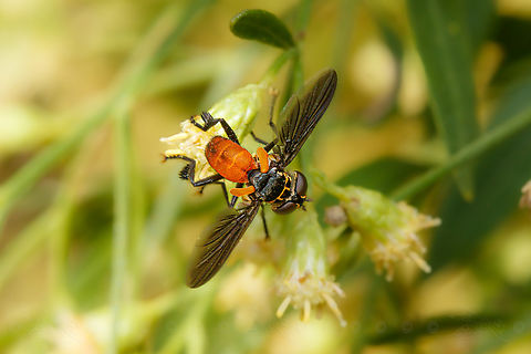 Trichopoda pennipes - Swift Feather-legged Fly Trichopoda pennipes - Swift Feather-legged Fly
Male

https://www.jungledragon.com/image/142653/trichopoda_pennipes_-_swift_feather-legged_fly.html Female,Swift Feather-legged Fly,Trichopoda pennipes