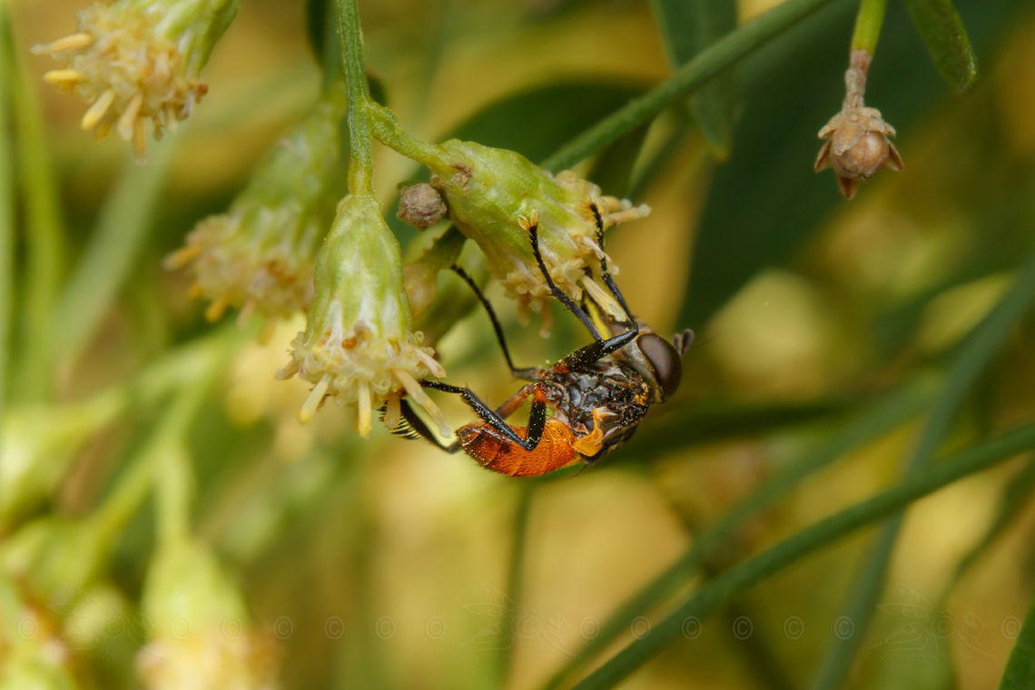 Trichopoda pennipes - Swift Feather-legged Fly Trichopoda pennipes - Swift Feather-legged Fly Trichopoda pennipes