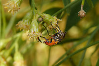 Trichopoda pennipes - Swift Feather-legged Fly Trichopoda pennipes - Swift Feather-legged Fly Trichopoda pennipes