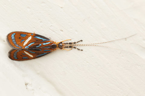 Anisocentropus magnificus We had the door open and this specimen flew inside the house, stayed long enough for me to capture a few photos and then flew back out the door.
ID'd on iNat by Vladislav Grigorenko (Entomologist from Crimea)

https://www.jungledragon.com/image/147994/anisocentropus_magnificus.html Anisocentropus magnificus,Caddisfly,Genus Anisocentropus,Geotagged,Philippines,Spring