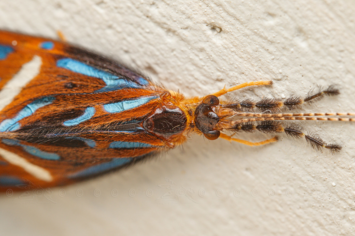 Anisocentropus magnificus We had the door open and this specimen flew inside the house, stayed long enough for me to capture a few photos and then flew back out the door.<br />
ID&#039;d on iNat by Vladislav Grigorenko (Entomologist from Crimea)<br />
<br />
<figure class="photo"><a href="https://www.jungledragon.com/image/147992/anisocentropus_magnificus.html" title="Anisocentropus magnificus"><img src="https://s3.amazonaws.com/media.jungledragon.com/images/4526/147992_thumb.jpg?AWSAccessKeyId=05GMT0V3GWVNE7GGM1R2&Expires=1759968010&Signature=ZSGaIPPwspUIYDusk4%2FMUgvA%2Fls%3D" width="200" height="134" alt="Anisocentropus magnificus We had the door open and this specimen flew inside the house, stayed long enough for me to capture a few photos and then flew back out the door.<br />
ID&#039;d on iNat by Vladislav Grigorenko (Entomologist from Crimea)<br />
<br />
https://www.jungledragon.com/image/147994/anisocentropus_magnificus.html Anisocentropus magnificus,Caddisfly,Genus Anisocentropus,Geotagged,Philippines,Spring" /></a></figure><br />
<br />
 Anisocentropus magnificus,Caddisfly,Genus Anisocentropus,Geotagged,Philippines,Spring