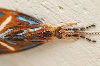 Anisocentropus magnificus We had the door open and this specimen flew inside the house, stayed long enough for me to capture a few photos and then flew back out the door.<br />
ID'd on iNat by Vladislav Grigorenko (Entomologist from Crimea)<br />
<br />
https://www.jungledragon.com/image/147992/img_9287_232449_03282023_philippines2023.html<br />
<br />
 Anisocentropus magnificus,Caddisfly,Genus Anisocentropus,Geotagged,Philippines,Spring