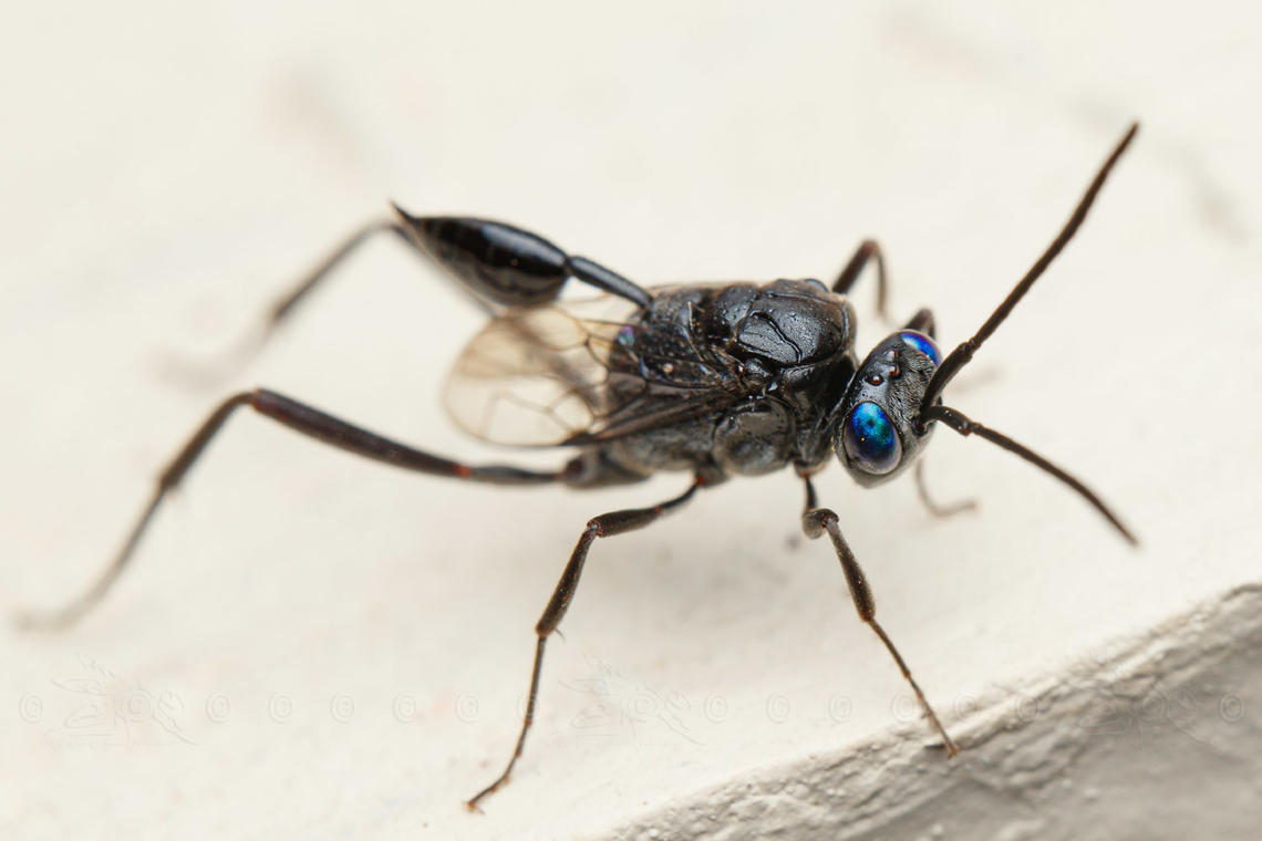 Blue-eyed Ensign Wasp Evania appendigaster Blue-eyed Ensign Wasp,Evania appendigaster,Geotagged,Philippines,Spring