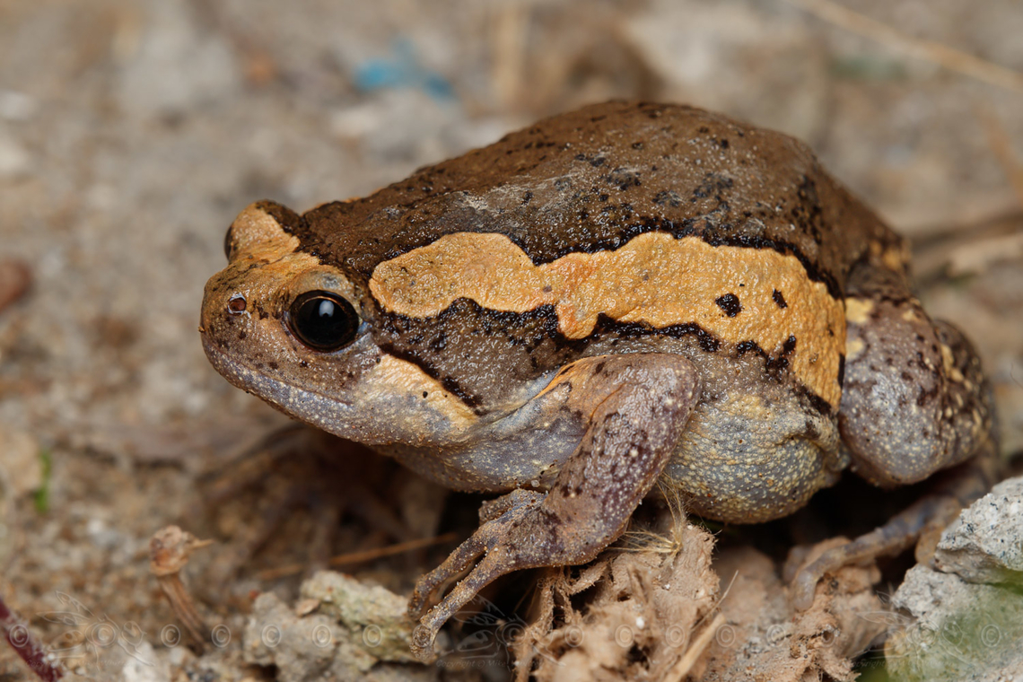 Asian Painted Frog Kaloula pulchra<br />
 Asian Painted Frog,Kaloula pulchra,Philippines