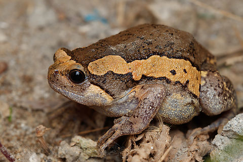 Asian Painted Frog Kaloula pulchra
 Asian Painted Frog,Kaloula pulchra,Philippines