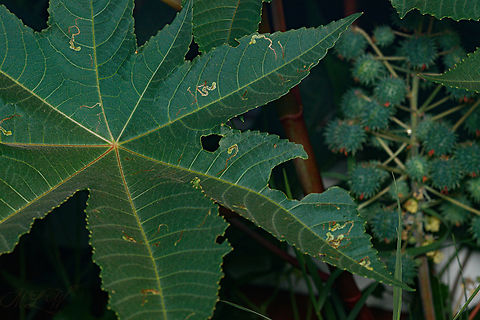 Castor Bean Ricinus communis Castorbean,Geotagged,Philippines,Ricinus communis,Spring