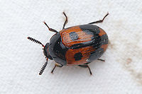 Diaperis maculata Two-spotted Diaperis<br />
https://www.jungledragon.com/image/149588/diaperis_maculata.html Coleoptera,Diaperis maculata,Two-spotted Diaperis,United States,beetle