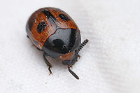 Diaperis maculata Spotted Diaperis<br />
https://www.jungledragon.com/image/149587/diaperis_maculata.html Coleoptera,Diaperis maculata,Two-spotted Diaperis,United States,beetle