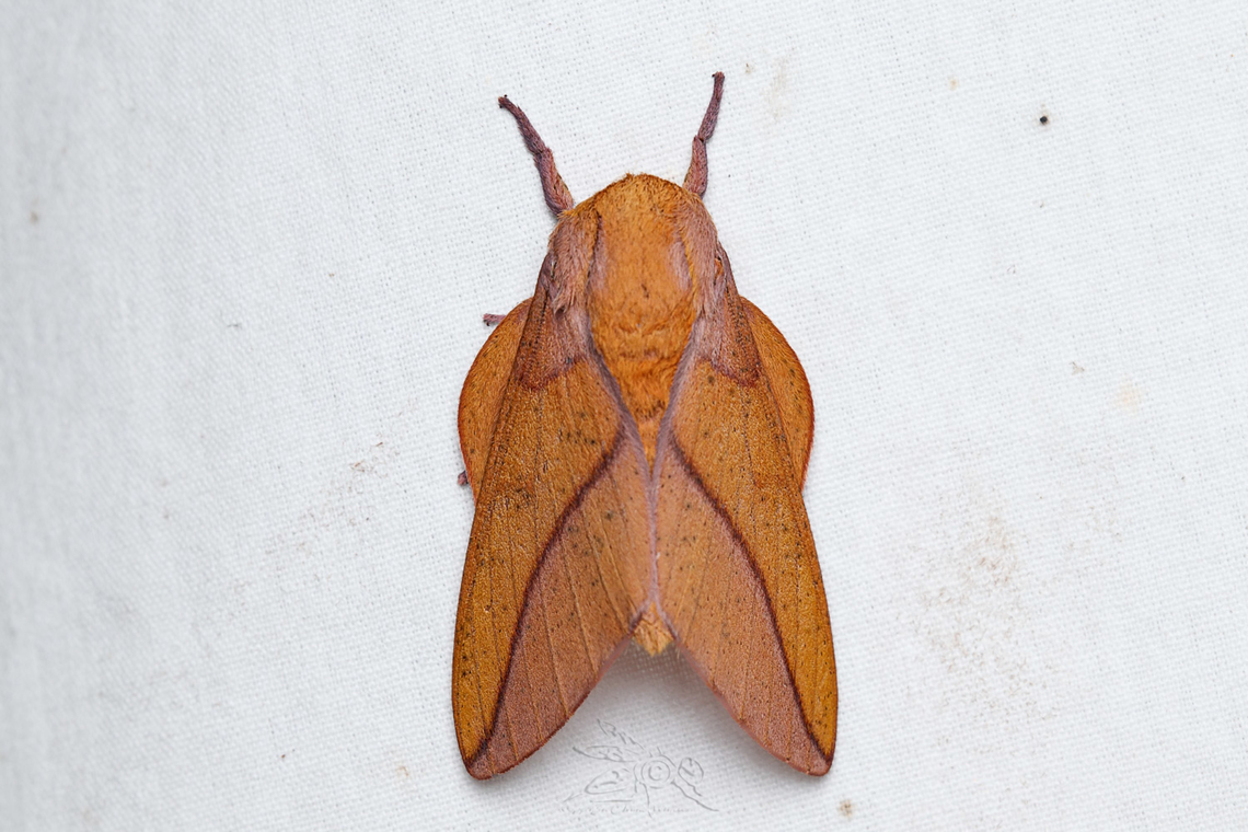 Syssphinx bisecta Bisected Honey Locust Moth  Bisected Honey Locust Moth,Sphingicampa bisecta,Syssphinx bisecta