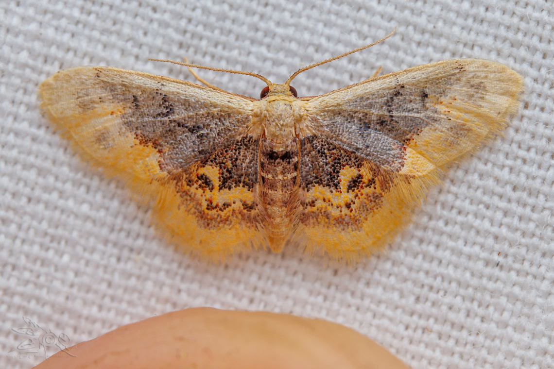 Idaea scintillularia Diminutive Wave Moth..<br />
The tip of my index finger included in the lower portion of photo for scale reference. Diminutive Wave Moth,Idaea scintillularia,Spring,USA,Ultraviolet light