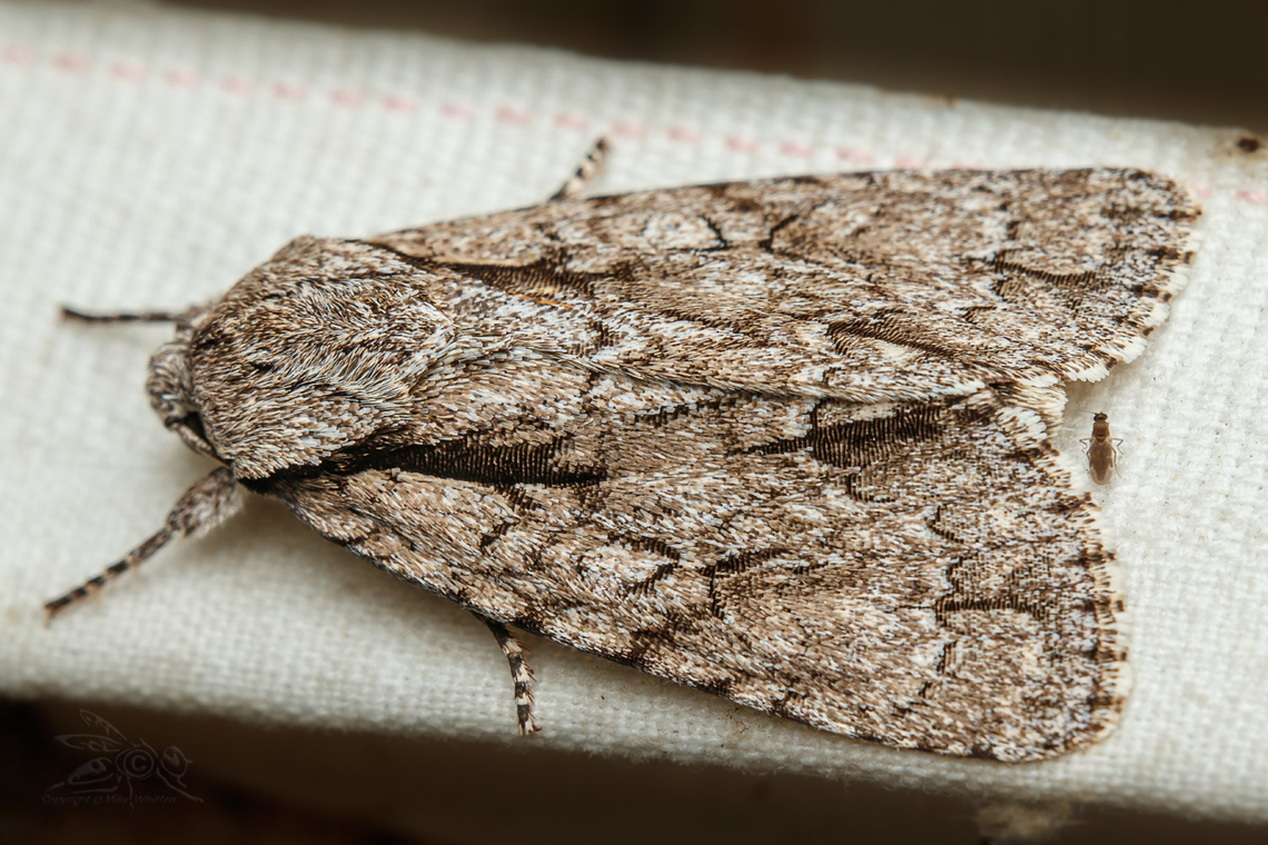 Acronicta hasta Cherry Dagger Moth Acronicta hasta,Cherry Dagger Moth