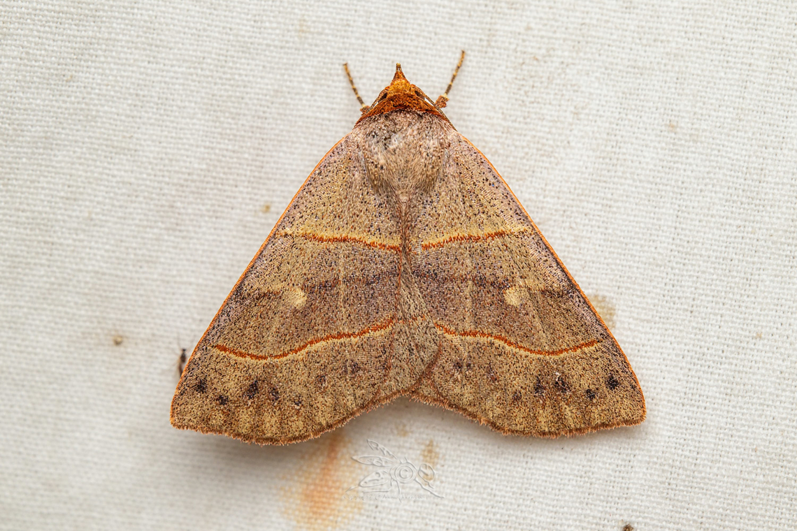 Panopoda rufimargo Red-lined Panopoda Panopoda rufimargo,Red-lined Panopoda