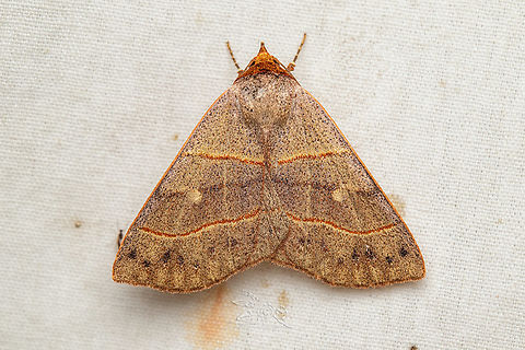 Panopoda rufimargo Red-lined Panopoda Panopoda rufimargo,Red-lined Panopoda