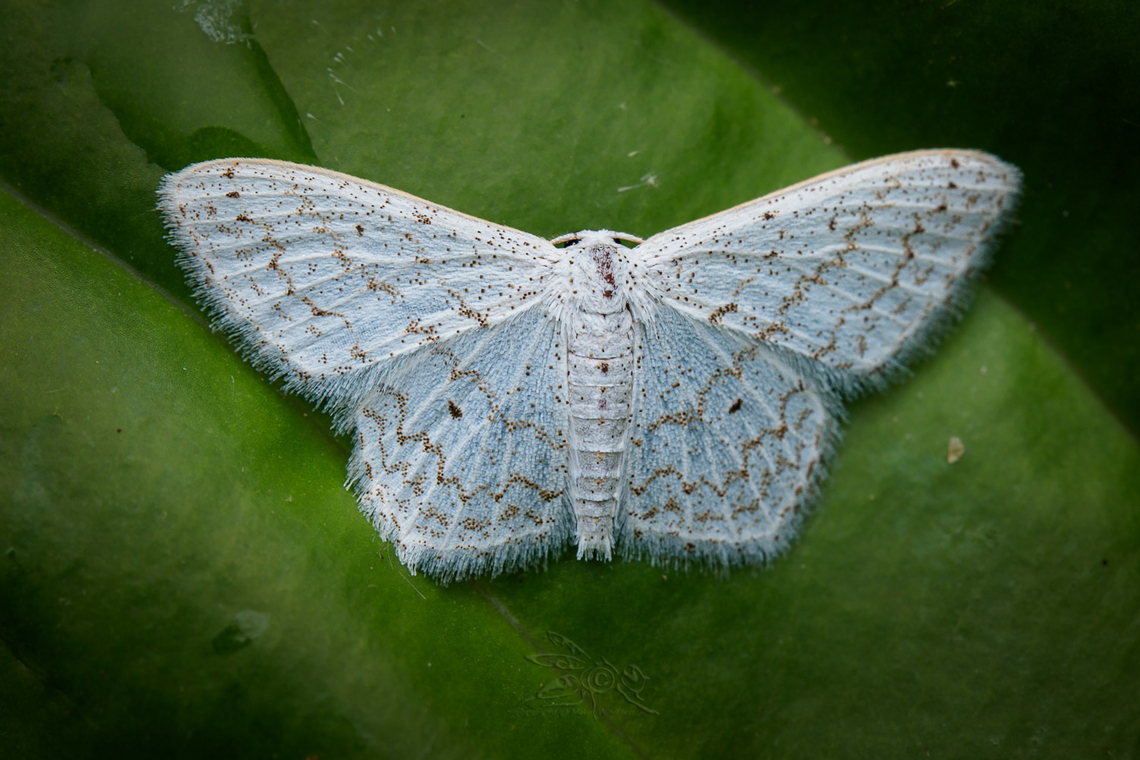 Idaea tacturata Dot-lined wave Dot-lined wave moth,Idaea tacturata
