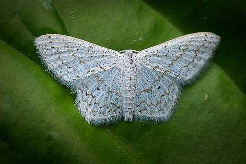 Idaea tacturata Dot-lined wave Dot-lined wave moth,Idaea tacturata