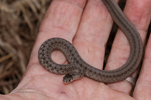 Storeria dekayi Dekay's Brownsnake

https://www.jungledragon.com/image/149890/storeria_dekayi.html Dekay's Brownsnake,Storeria dekayi
