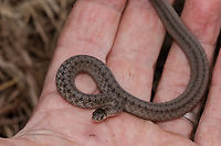 Storeria dekayi Dekay's Brownsnake<br />
<br />
https://www.jungledragon.com/image/149890/storeria_dekayi.html Dekay's Brownsnake,Storeria dekayi
