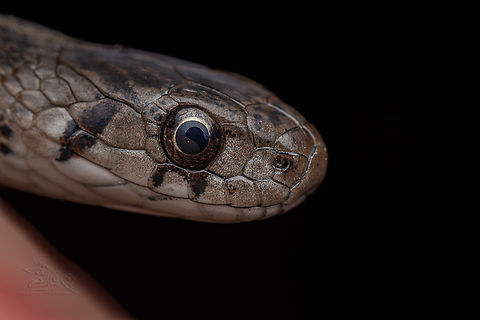 Storeria dekayi Dekay's Brownsnake

https://www.jungledragon.com/image/149889/storeria_dekayi.html Dekay's Brownsnake,Storeria dekayi