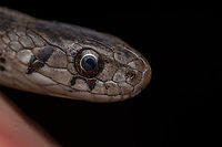 Storeria dekayi Dekay's Brownsnake<br />
<br />
https://www.jungledragon.com/image/149889/storeria_dekayi.html Dekay's Brownsnake,Storeria dekayi
