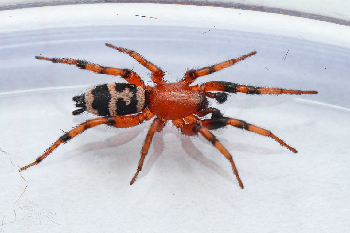Sergiolus capulatus Variegated Ground Spider Sergiolus capulatus,Variegated Ground Spider