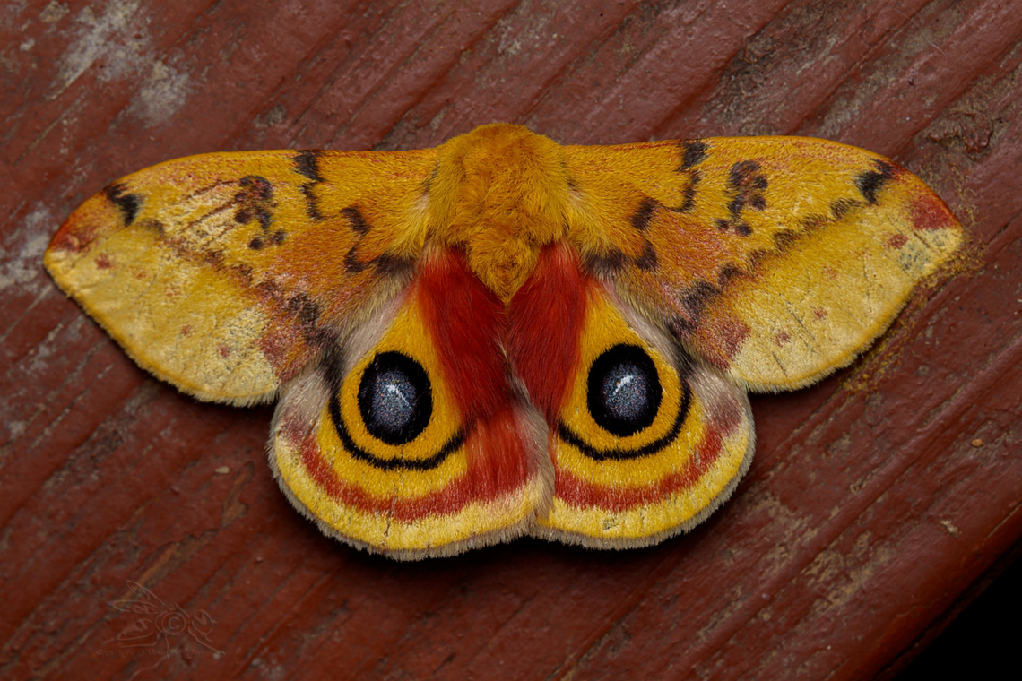 Automeris io Io moth<br />
<br />
<figure class="photo"><a href="https://www.jungledragon.com/image/149893/automeris_io.html" title="Automeris io"><img src="https://s3.amazonaws.com/media.jungledragon.com/images/4526/149893_thumb.jpg?AWSAccessKeyId=05GMT0V3GWVNE7GGM1R2&Expires=1759968010&Signature=obS9DyCTKxkOIWGrHyiEdtw1Eko%3D" width="200" height="134" alt="Automeris io Io moth<br />
<br />
https://www.jungledragon.com/image/149892/automeris_io.html Automeris io,Io moth" /></a></figure> Automeris io,Io moth