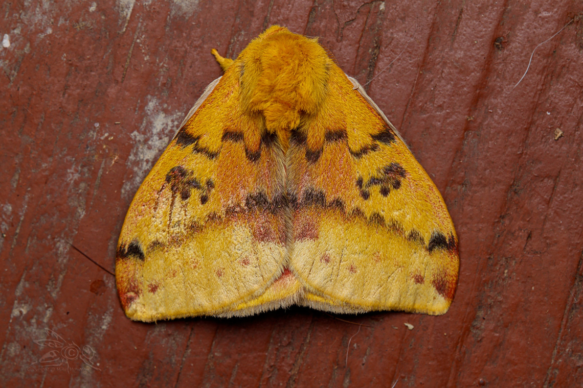 Automeris io Io moth<br />
<br />
<figure class="photo"><a href="https://www.jungledragon.com/image/149892/automeris_io.html" title="Automeris io"><img src="https://s3.amazonaws.com/media.jungledragon.com/images/4526/149892_thumb.jpg?AWSAccessKeyId=05GMT0V3GWVNE7GGM1R2&Expires=1759968010&Signature=2poXrIwul2OHQTYUxOIB0XZVPyI%3D" width="200" height="134" alt="Automeris io Io moth<br />
<br />
https://www.jungledragon.com/image/149893/img_0089_1711_05192023_akdiff_t7i.html Automeris io,Io moth" /></a></figure> Automeris io,Io moth