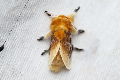 Megalopyge opercularis Southern flannel moth Megalopyge opercularis,Southern flannel moth