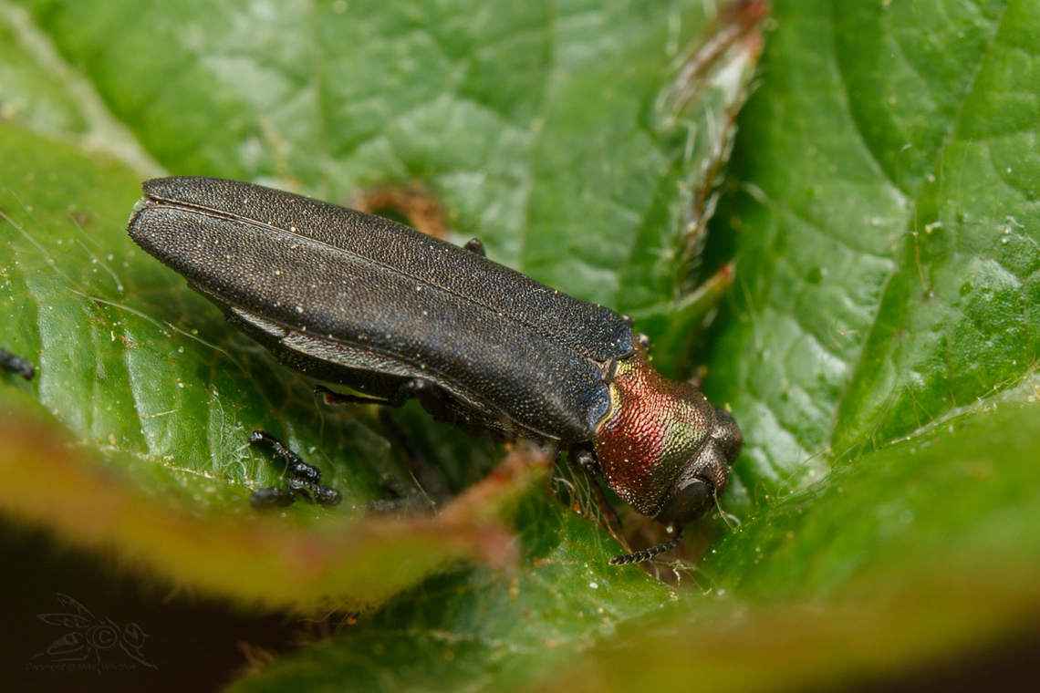 Agrilus ruficollis Red-necked Cane Borer Beetle  Agrilus ruficollis,Red-necked Cane Borer Beetle