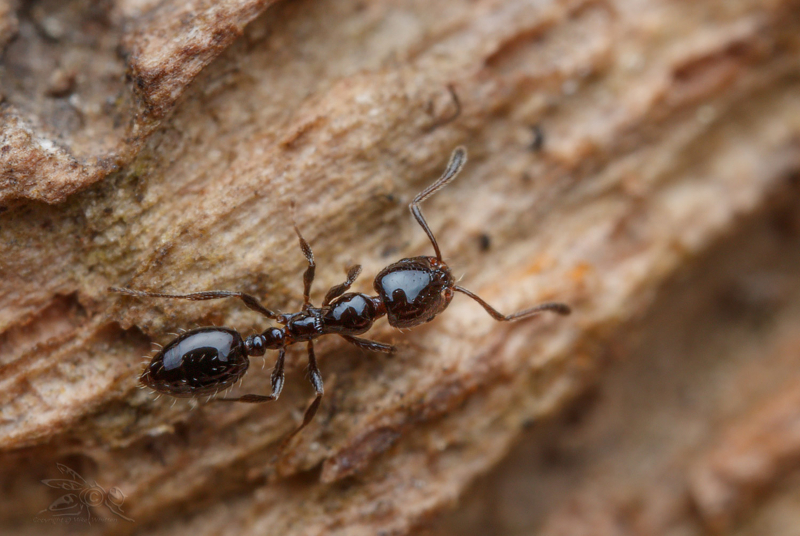 Monomorium minimum Common Trailing Ant  Common Trailing Ant,Little black ant,Monomorium minimum