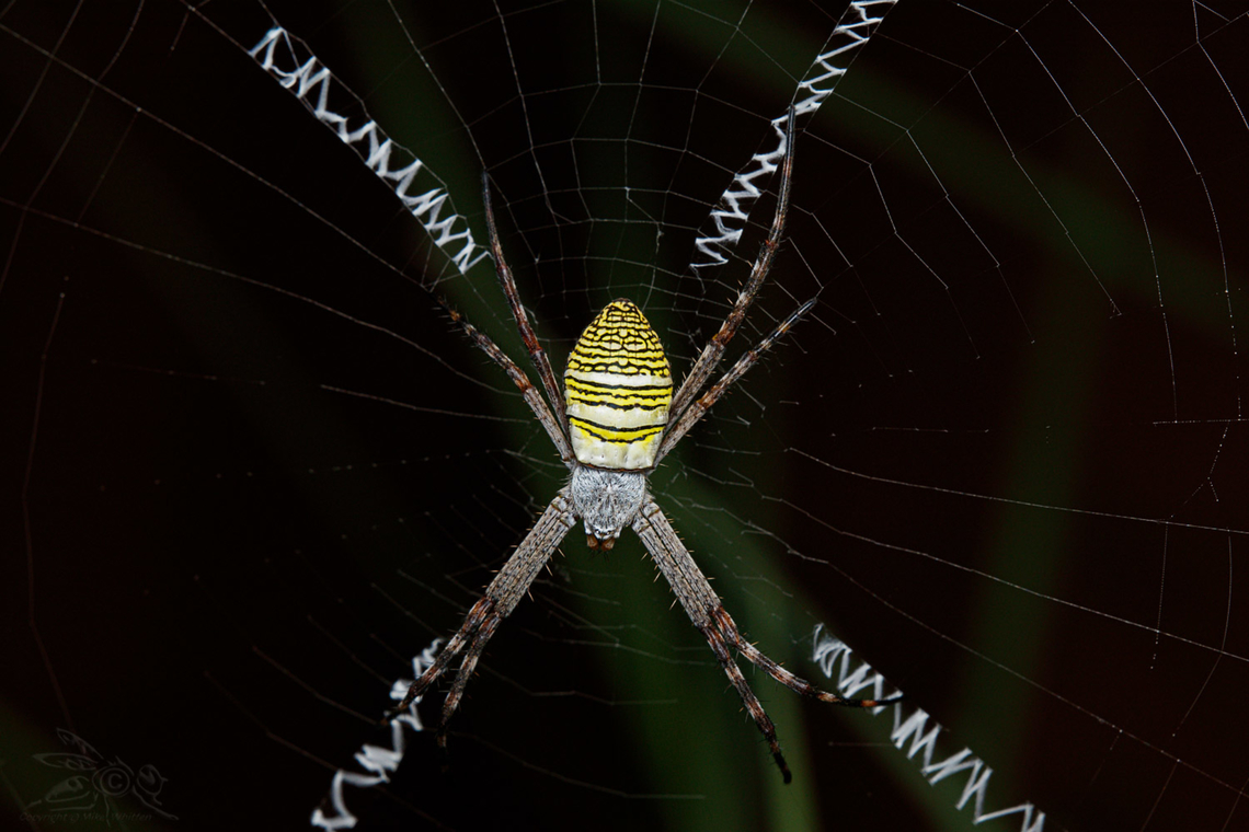 Argiope aemula Oval Saint Andrew&#039;s Cross Spider Argiope aemula,Geotagged,Oval Saint Andrew's Cross Spider,Philippines