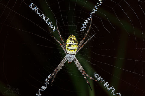 Argiope aemula Oval Saint Andrew's Cross Spider Argiope aemula,Geotagged,Oval Saint Andrew's Cross Spider,Philippines