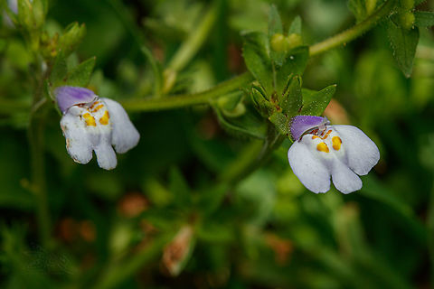 Mazus pumilus Japanese Mazus

https://www.jungledragon.com/image/149902/mazus_pumilus.html Japanese Mazus,Mazus pumilus