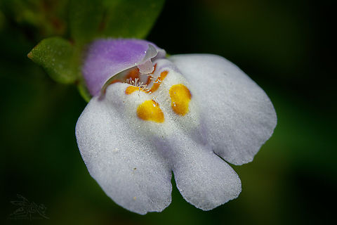 Mazus pumilus Japanese Mazus

https://www.jungledragon.com/image/149901/mazus_pumilus.html Japanese Mazus,Mazus pumilus