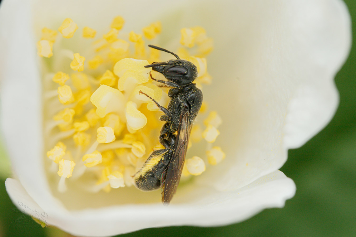 Chelostoma philadelphi Mock-orange Scissor Bee Chelostoma philadelphi,Mock-orange Scissor Bee