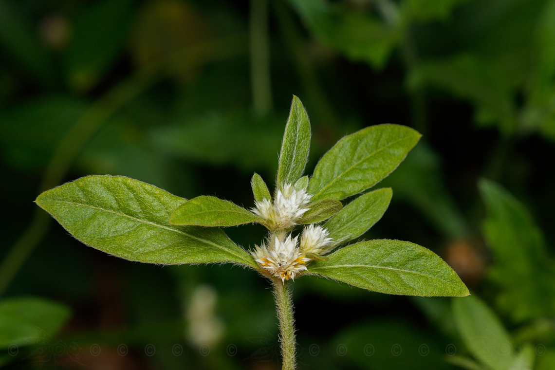 Alternanthera bettzickiana Calicoplant Alternanthera bettzickiana,Calicoplant,Geotagged,Philippines