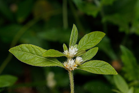 Alternanthera bettzickiana Calicoplant Alternanthera bettzickiana,Calicoplant,Geotagged,Philippines