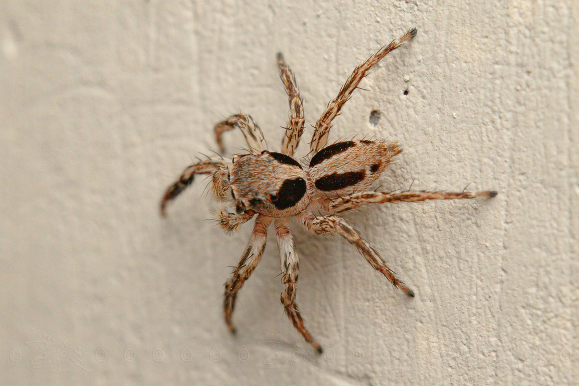 Plexippus petersi Small Zebra Jumper or Tropical Flycatcher<br />
<br />
<figure class="photo"><a href="https://www.jungledragon.com/image/149911/plexippus_petersi.html" title="Plexippus petersi"><img src="https://s3.amazonaws.com/media.jungledragon.com/images/4526/149911_thumb.jpg?AWSAccessKeyId=05GMT0V3GWVNE7GGM1R2&Expires=1767225610&Signature=TRXABW1Pemb1gzHGxY%2BjBfIo10E%3D" width="200" height="134" alt="Plexippus petersi Small Zebra Jumper or Tropical Flycatcher<br />
<br />
https://www.jungledragon.com/image/149910/plexippus_petersi.html Geotagged,Philippines,Plexippus petersi,Small Zebra Jumper,Tropical Flycatcher" /></a></figure> Geotagged,Philippines,Plexippus petersi,Small Zebra Jumper,Tropical Flycatcher
