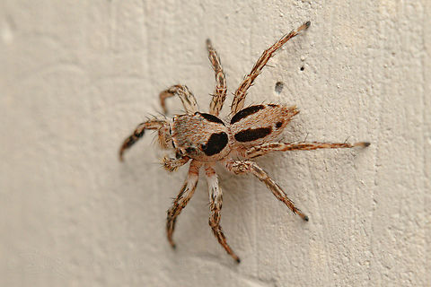 Plexippus petersi Small Zebra Jumper or Tropical Flycatcher

https://www.jungledragon.com/image/149911/plexippus_petersi.html Geotagged,Philippines,Plexippus petersi,Small Zebra Jumper,Tropical Flycatcher