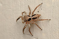 Plexippus petersi Small Zebra Jumper or Tropical Flycatcher<br />
<br />
https://www.jungledragon.com/image/149911/plexippus_petersi.html Geotagged,Philippines,Plexippus petersi,Small Zebra Jumper,Tropical Flycatcher