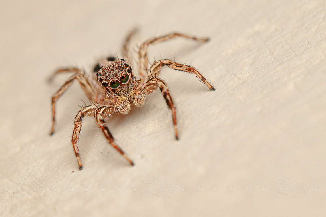 Plexippus petersi Small Zebra Jumper or Tropical Flycatcher<br />
<br />
<figure class="photo"><a href="https://www.jungledragon.com/image/149910/plexippus_petersi.html" title="Plexippus petersi"><img src="https://s3.amazonaws.com/media.jungledragon.com/images/4526/149910_thumb.jpg?AWSAccessKeyId=05GMT0V3GWVNE7GGM1R2&Expires=1767225610&Signature=i4hw55hTuUJE%2F1IX2XhifhM5fe0%3D" width="200" height="134" alt="Plexippus petersi Small Zebra Jumper or Tropical Flycatcher<br />
<br />
https://www.jungledragon.com/image/149911/plexippus_petersi.html Geotagged,Philippines,Plexippus petersi,Small Zebra Jumper,Tropical Flycatcher" /></a></figure> Geotagged,Philippines,Plexippus petersi,Small Zebra Jumper,Tropical Flycatcher