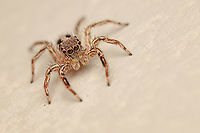 Plexippus petersi Small Zebra Jumper or Tropical Flycatcher<br />
<br />
https://www.jungledragon.com/image/149910/plexippus_petersi.html Geotagged,Philippines,Plexippus petersi,Small Zebra Jumper,Tropical Flycatcher