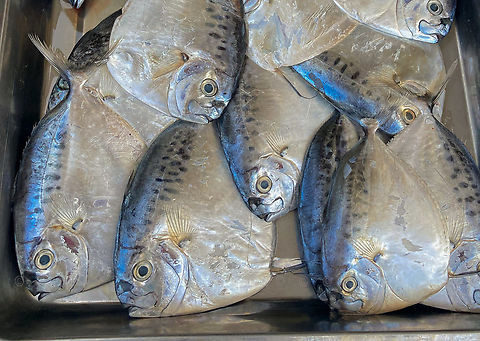 Mene maculata Razor Moonfish Geotagged,Mene maculata,Philippines,Razor Moonfish,Spring