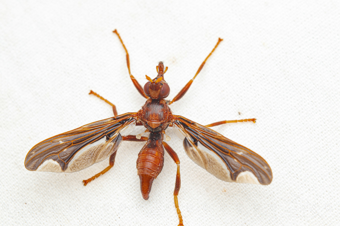 Pyrgota undata Waved Light Fly Pyrgota undata,Waved Light Fly