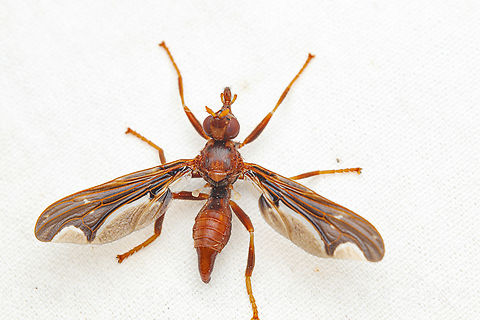 Pyrgota undata Waved Light Fly Pyrgota undata,Waved Light Fly