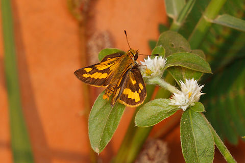 Taractrocera luzonensis Veined Grass Dart Geotagged,Philippines,Taractrocera luzonensis,Veined Grass Dart