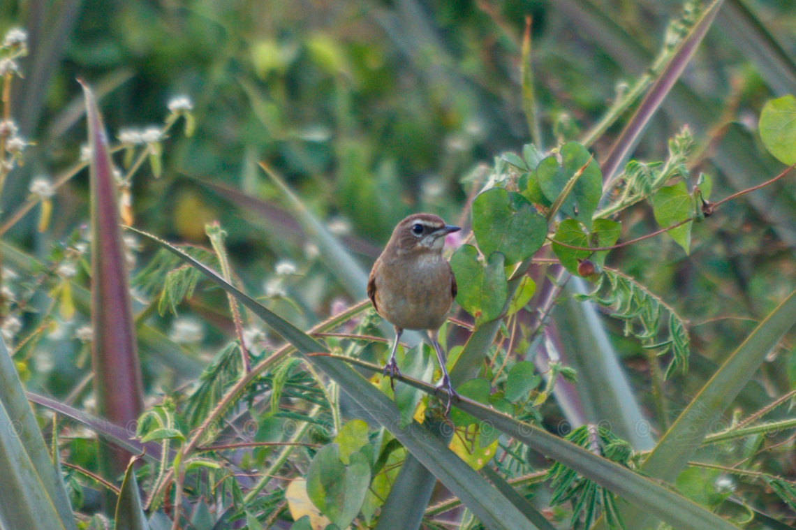 Calliope calliope - Female Siberian rubythroat - Female Calliope calliope,Female,Geotagged,Philippines,Siberian rubythroat