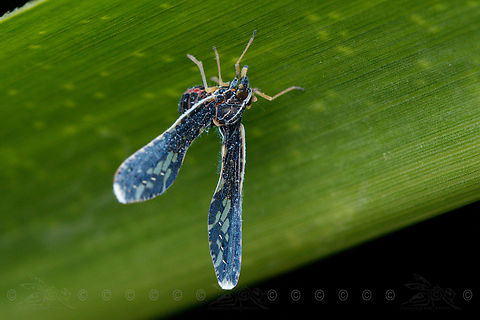 Proutista moesta Proutista moesta is a species of planthopper in the family Derbidae. They are native to the tropics of Asia but have spread into other parts of the tropics. The species is known to feed on the sap of numerous plants include grasses, palms, and banana.[1] Their sucking habit can make them vectors of plant viruses and phytoplasmas. Derbidae,Geotagged,Philippines,Proutista moesta,Spring,planthopper
