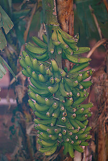 Musa acuminata Cavendish Banana Cavendish Banana,Musa acuminata