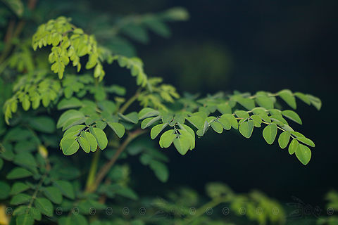 Moringa oleifera Moringa Tree Geotagged,Moringa Tree,Moringa oleifera,Philippines,Winter